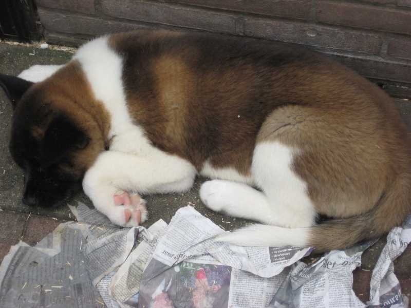 Pups